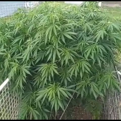 HULKBERRY growlog timeline photo