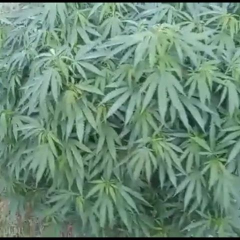 HULKBERRY growlog timeline photo