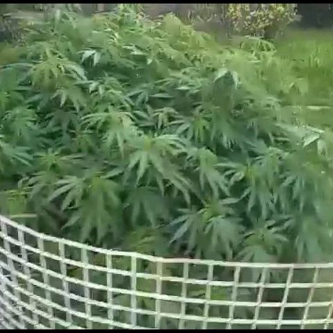 HULKBERRY growlog timeline photo