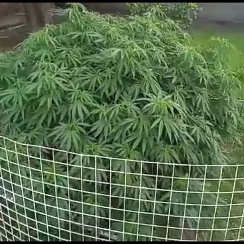 HULKBERRY growlog timeline photo