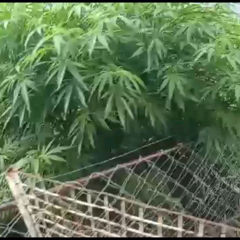 HULKBERRY growlog timeline photo