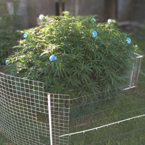 HULKBERRY growlog timeline photo