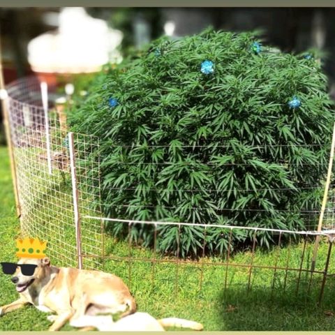 HULKBERRY growlog timeline photo