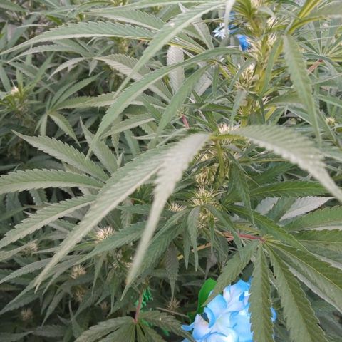 HULKBERRY growlog timeline photo