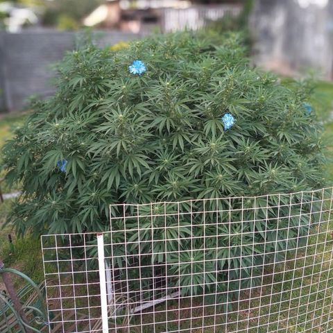 HULKBERRY growlog timeline photo