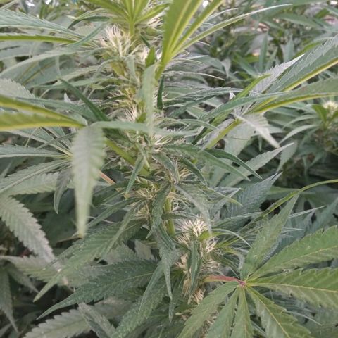 HULKBERRY growlog timeline photo