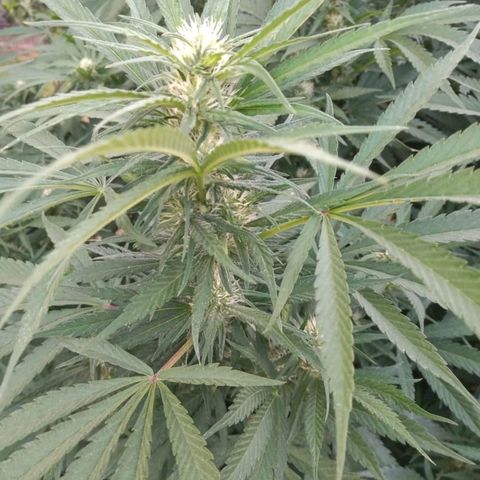 HULKBERRY growlog timeline photo