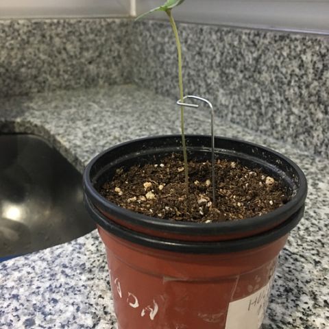 HULKBERRY growlog timeline photo