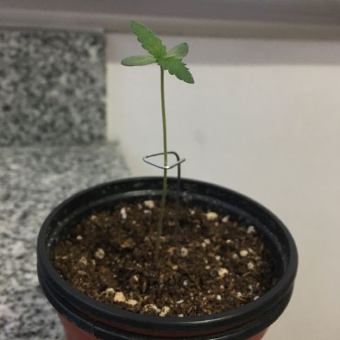 HULKBERRY growlog timeline photo