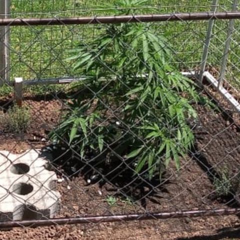 HULKBERRY growlog timeline photo