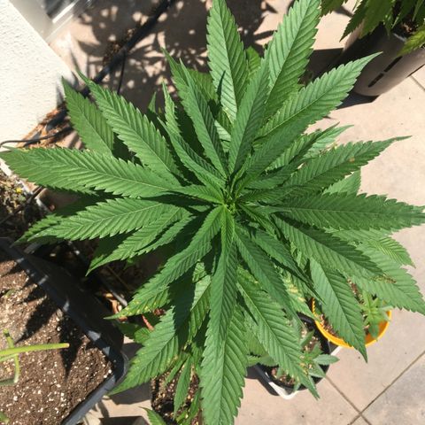 HULKBERRY growlog timeline photo