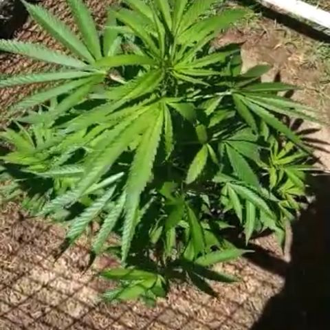 HULKBERRY growlog timeline photo