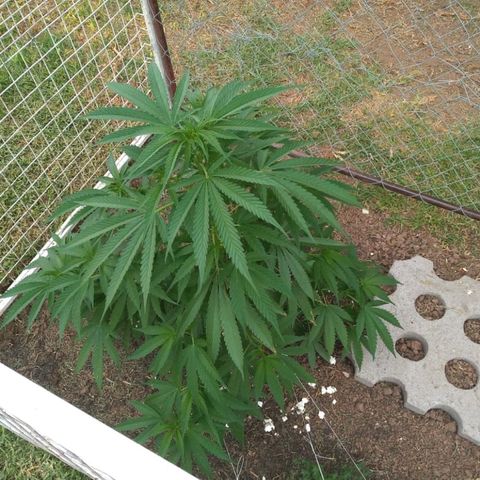 HULKBERRY growlog timeline photo
