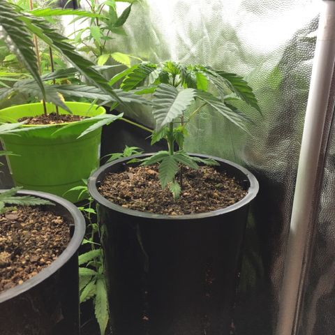 HULKBERRY growlog timeline photo