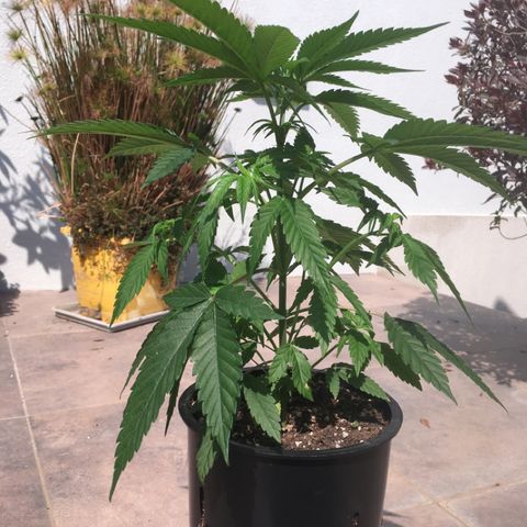 HULKBERRY growlog timeline photo