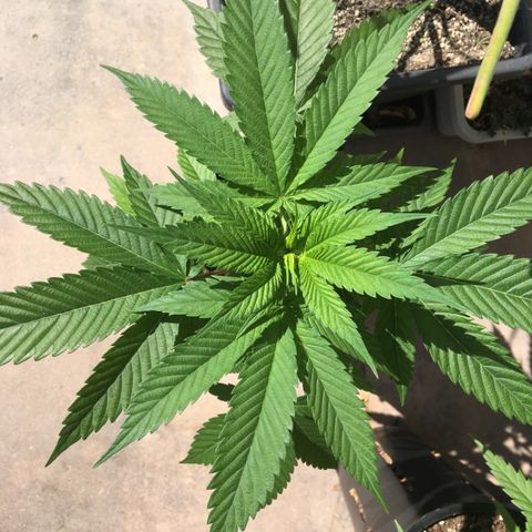 HULKBERRY growlog timeline photo