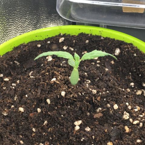 HULKBERRY growlog timeline photo