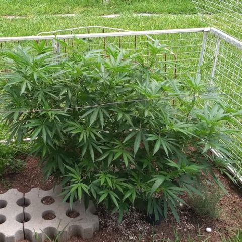 HULKBERRY growlog timeline photo