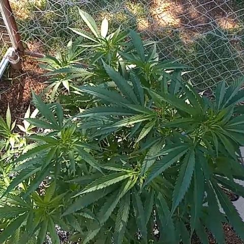 HULKBERRY growlog timeline photo