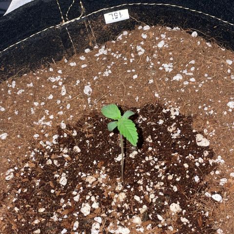 QUICKONE AUTO  growlog timeline photo