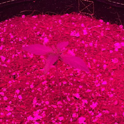 QUICKONE AUTO  growlog timeline photo