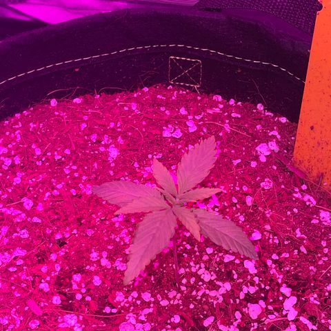 QUICKONE AUTO  growlog timeline photo