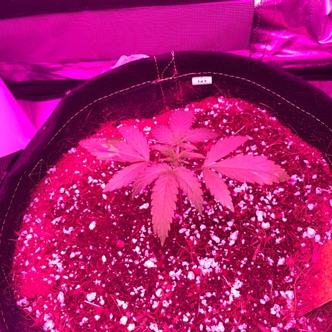QUICKONE AUTO  growlog timeline photo