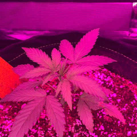 QUICKONE AUTO  growlog photo: 3rd feeding 