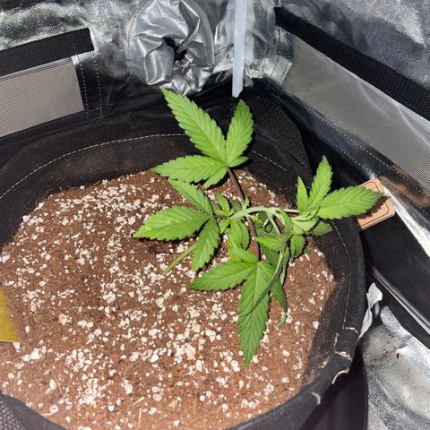 QUICKONE AUTO  growlog photo: First lst 