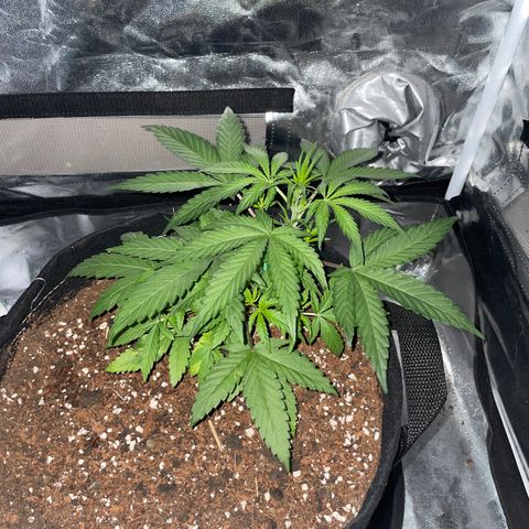 QUICKONE AUTO  growlog photo: Responding well to warm casting