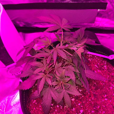 QUICKONE AUTO  growlog photo: LST, prime sights exposed 