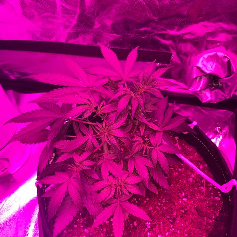 QUICKONE AUTO  growlog timeline photo