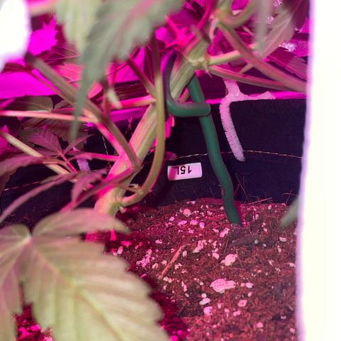 QUICKONE AUTO  growlog photo: Last LST and some super croping as flower stage starts 