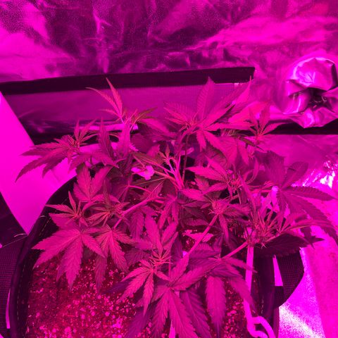 QUICKONE AUTO  growlog photo: Last LST and some super croping as flower stage starts 