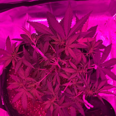 QUICKONE AUTO  growlog photo: Last LST and some super croping as flower stage starts 
