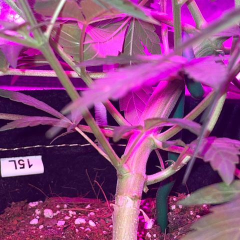 QUICKONE AUTO  growlog photo: Last LST and some super croping as flower stage starts 