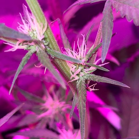 QUICKONE AUTO  growlog timeline photo