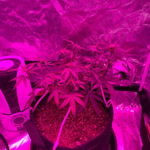 QUICKONE AUTO  growlog timeline photo