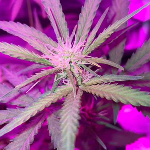 QUICKONE AUTO  growlog timeline photo