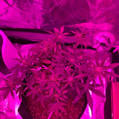 QUICKONE AUTO  growlog timeline photo