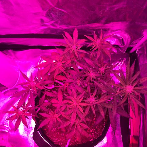 QUICKONE AUTO  growlog timeline photo