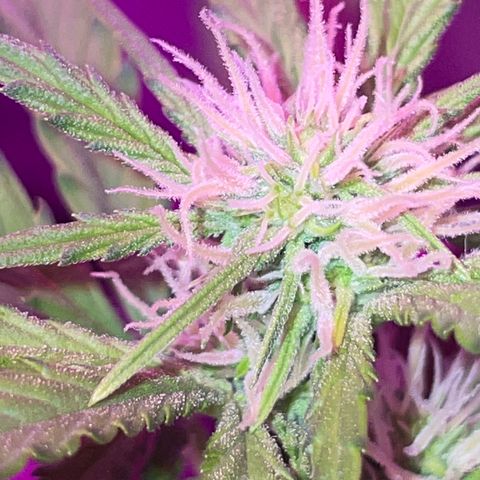 QUICKONE AUTO  growlog timeline photo