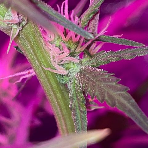 QUICKONE AUTO  growlog timeline photo