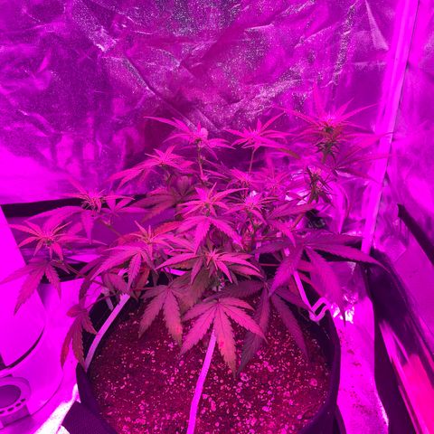 QUICKONE AUTO  growlog timeline photo