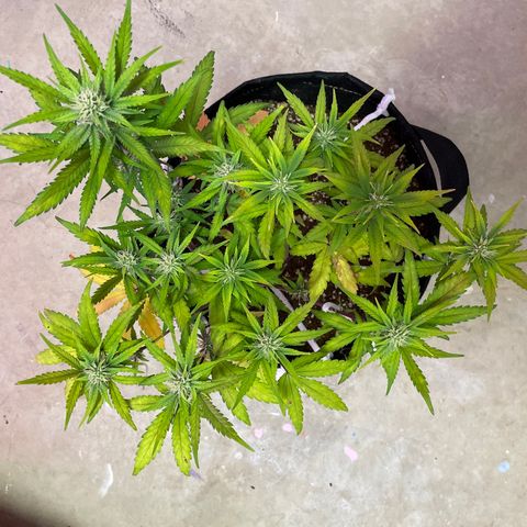 QUICKONE AUTO  growlog timeline photo