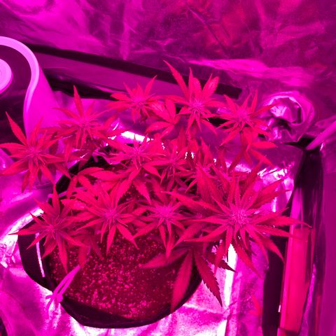 QUICKONE AUTO  growlog timeline photo