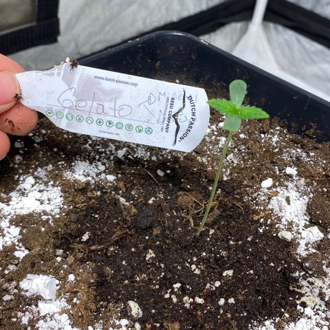 Gelato 4  growlog timeline photo