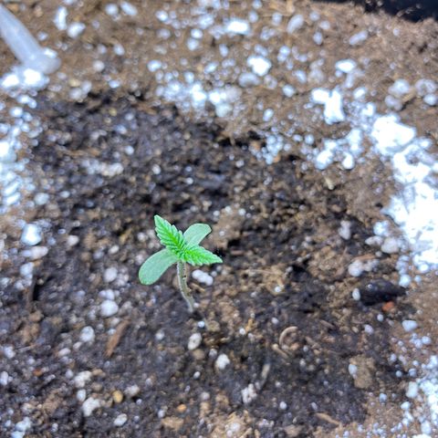Red poison Sweet seeds growlog timeline photo