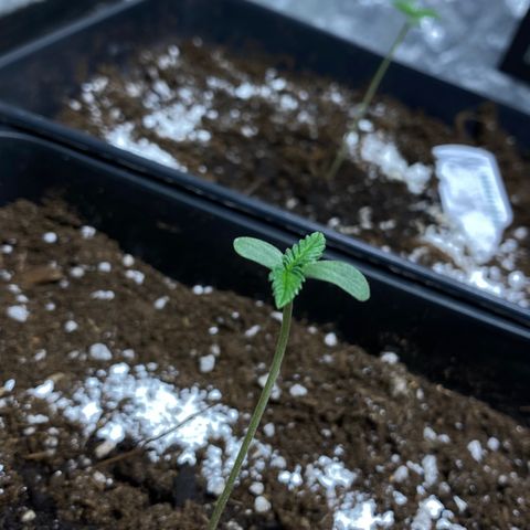 Gelato 4  growlog timeline photo