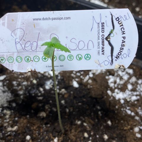 Red poison Sweet seeds growlog timeline photo